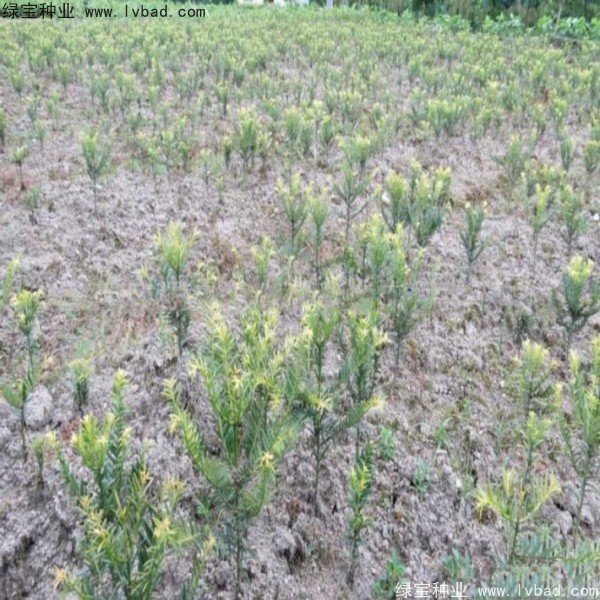 三尖杉<a href='http://www.wuzhouwash.com/' target='_blank'>種子</a>