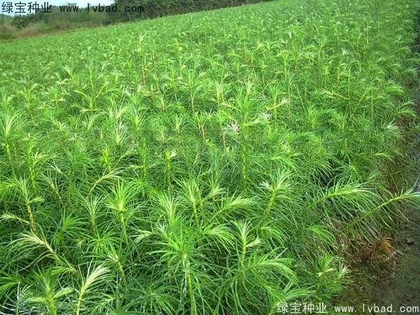 <a href='http://www.wuzhouwash.com/linmuzhongzi/2274.html' target='_blank'>杉木種子</a>