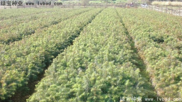 <a href='http://www.wuzhouwash.com/linmuzhongzi/2274.html' target='_blank'>杉木</a><a href='http://www.wuzhouwash.com/' target='_blank'>種子</a>