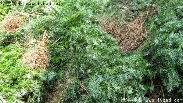 <a href='http://www.wuzhouwash.com/linmuzhongzi/2274.html' target='_blank'>杉木種子</a>