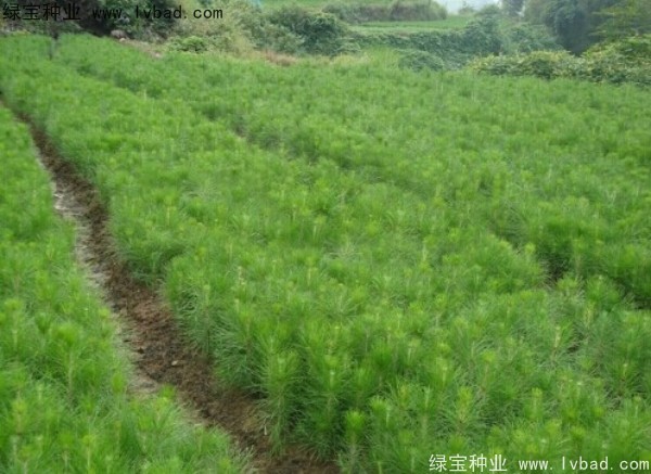 杉木<a href='http://www.wuzhouwash.com/' target='_blank'>種子</a>