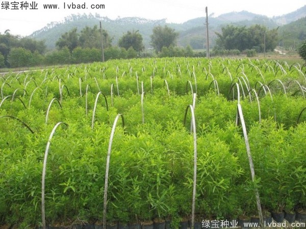 <a href='http://www.wuzhouwash.com/linmuzhongzi/2275.html' target='_blank'>檀香種子</a>