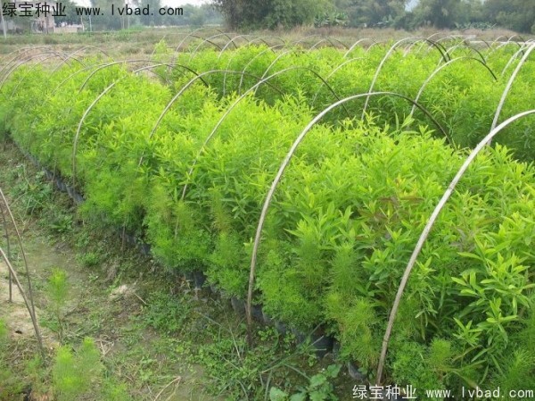 檀香<a href='http://www.wuzhouwash.com/' target='_blank'>種子</a>