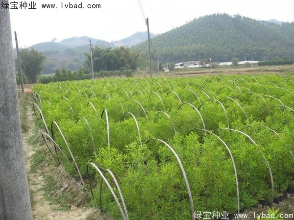 <a href='http://www.wuzhouwash.com/linmuzhongzi/2275.html' target='_blank'>檀香種子</a>