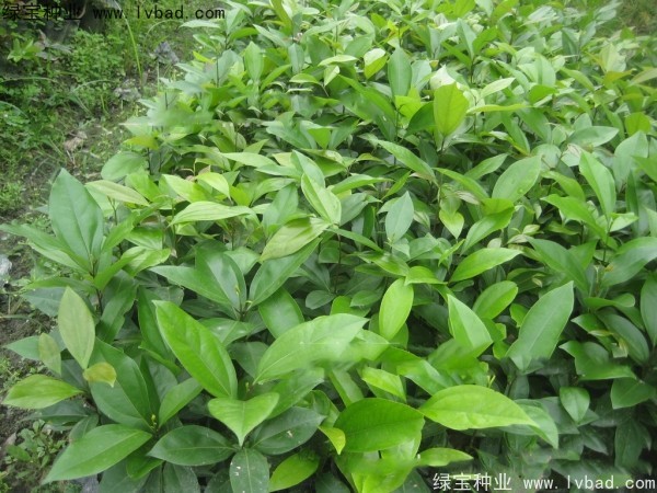 天竺桂<a href='http://www.wuzhouwash.com/' target='_blank'>種子</a>