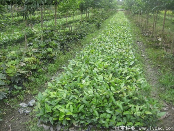 <a href='http://www.wuzhouwash.com/linmuzhongzi/2276.html' target='_blank'>天竺桂</a><a href='http://www.wuzhouwash.com/' target='_blank'>種子</a>