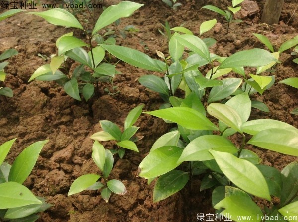 <a href='http://www.wuzhouwash.com/linmuzhongzi/2276.html' target='_blank'>天竺桂種子</a>