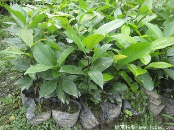 天竺桂<a href='http://www.wuzhouwash.com/' target='_blank'>種子</a>