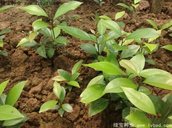 <a href='http://www.wuzhouwash.com/linmuzhongzi/2276.html' target='_blank'>天竺桂種子</a>