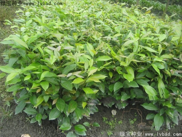<a href='http://www.wuzhouwash.com/linmuzhongzi/2276.html' target='_blank'>天竺桂種子</a>
