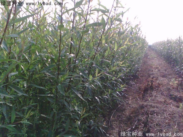 <a href='http://www.wuzhouwash.com/linmuzhongzi/2277.html' target='_blank'>銅錢樹種子</a>