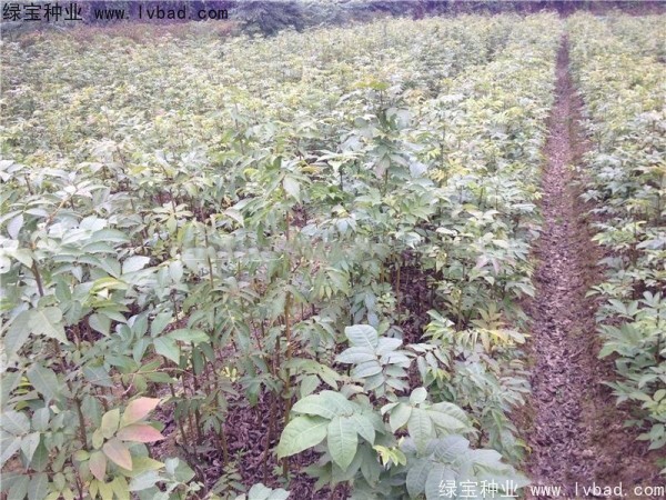 <a href='http://www.wuzhouwash.com/linmuzhongzi/2277.html' target='_blank'>銅錢樹種子</a>
