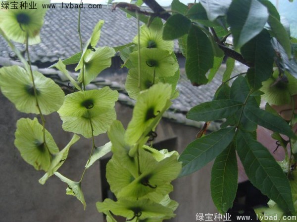 銅錢樹<a href='http://www.wuzhouwash.com/' target='_blank'>種子</a>