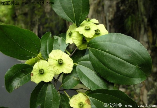 <a href='http://www.wuzhouwash.com/linmuzhongzi/2277.html' target='_blank'>銅錢樹種子</a>