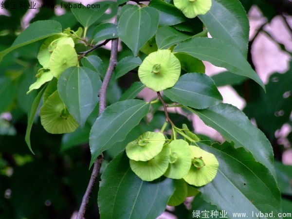 銅錢樹<a href='http://www.wuzhouwash.com/' target='_blank'>種子</a>