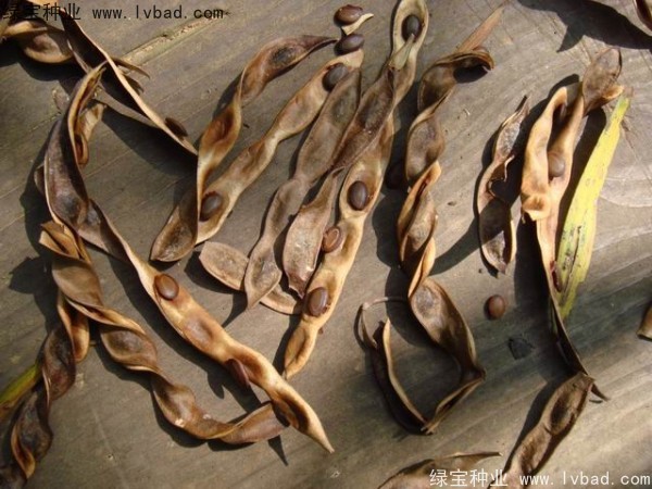 <a href='http://www.wuzhouwash.com/linmuzhongzi/2278.html' target='_blank'>相思樹種子</a>