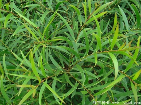 相思樹<a href='http://www.wuzhouwash.com/' target='_blank'>種子</a>