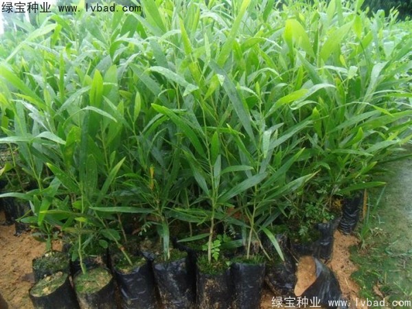 <a href='http://www.wuzhouwash.com/linmuzhongzi/2278.html' target='_blank'>相思樹種子</a>