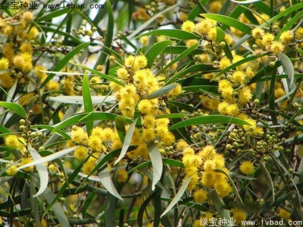 相思樹<a href='http://www.wuzhouwash.com/' target='_blank'>種子</a>