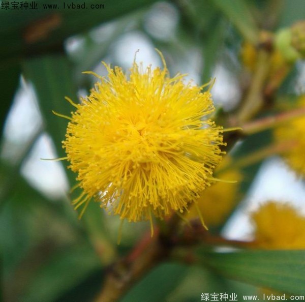 <a href='http://www.wuzhouwash.com/linmuzhongzi/2278.html' target='_blank'>相思樹</a><a href='http://www.wuzhouwash.com/' target='_blank'>種子</a>