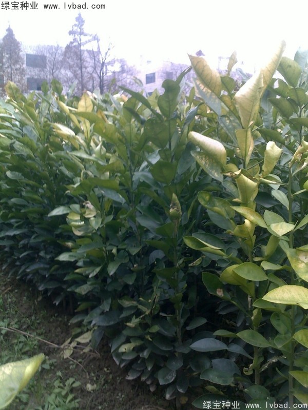 <a href='http://www.wuzhouwash.com/linmuzhongzi/2279.html' target='_blank'>香泡種子</a>