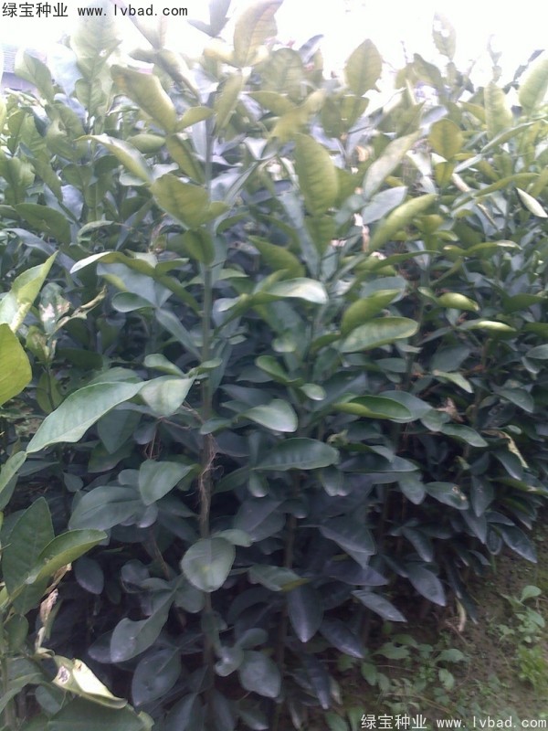 香泡<a href='http://www.wuzhouwash.com/' target='_blank'>種子</a>