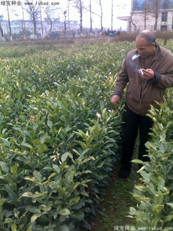 <a href='http://www.wuzhouwash.com/linmuzhongzi/2279.html' target='_blank'>香泡種子</a>