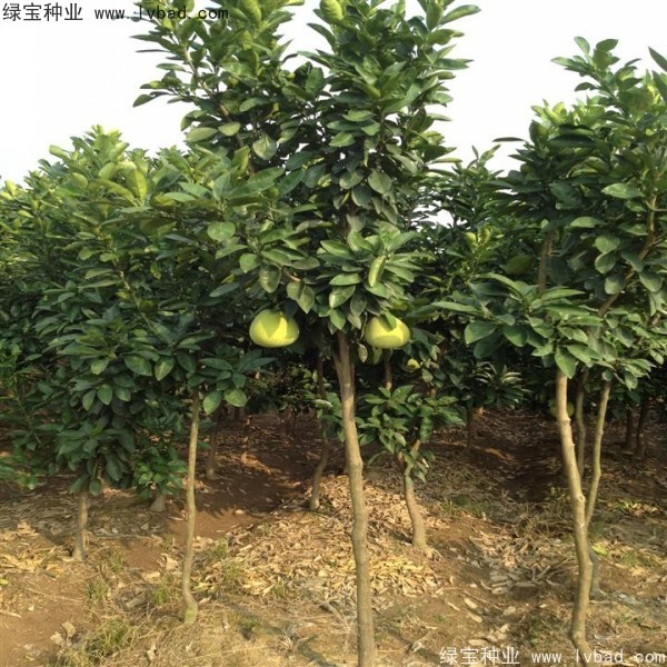 香泡<a href='http://www.wuzhouwash.com/' target='_blank'>種子</a>