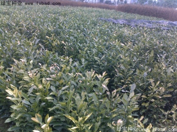 <a href='http://www.wuzhouwash.com/linmuzhongzi/2279.html' target='_blank'>香泡種子</a>