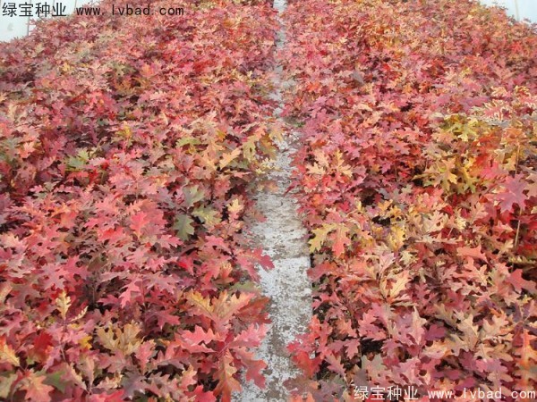 <a href='http://www.wuzhouwash.com/linmuzhongzi/2280.html' target='_blank'>橡樹種子</a>