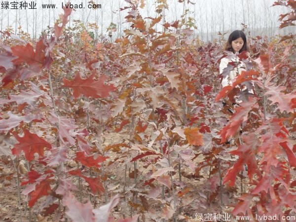 橡樹<a href='http://www.wuzhouwash.com/' target='_blank'>種子</a>