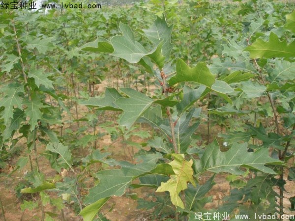 <a href='http://www.wuzhouwash.com/linmuzhongzi/2280.html' target='_blank'>橡樹</a><a href='http://www.wuzhouwash.com/' target='_blank'>種子</a>