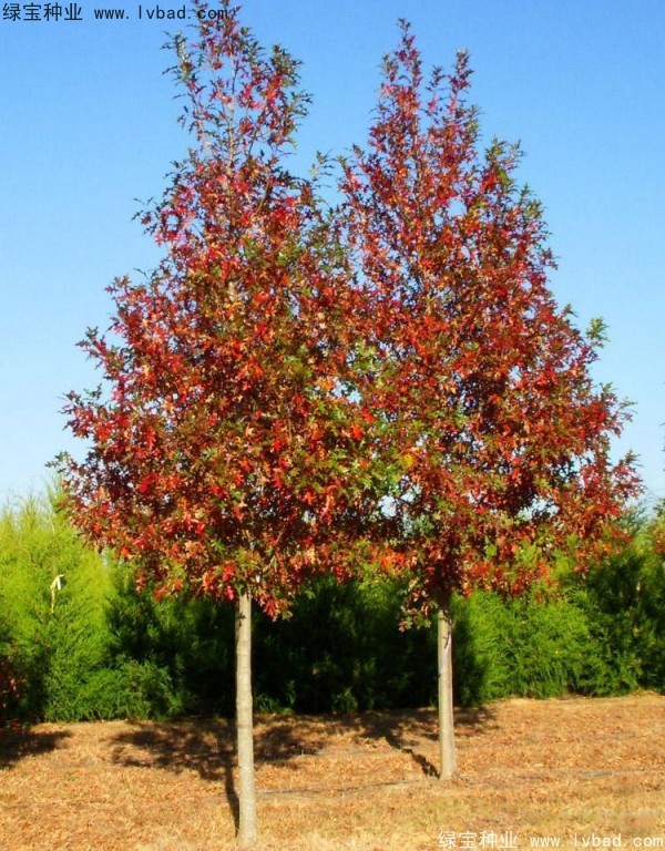 <a href='http://www.wuzhouwash.com/linmuzhongzi/2280.html' target='_blank'>橡樹種子</a>