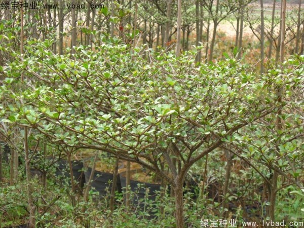 小葉欖仁<a href='http://www.wuzhouwash.com/' target='_blank'>種子</a>