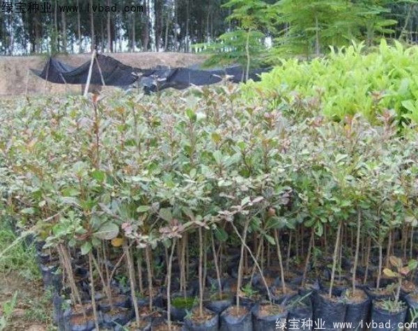 <a href='http://www.wuzhouwash.com/linmuzhongzi/2281.html' target='_blank'>小葉欖仁種子</a>