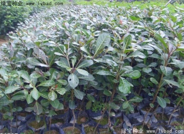 <a href='http://www.wuzhouwash.com/linmuzhongzi/2281.html' target='_blank'>小葉欖仁種子</a>