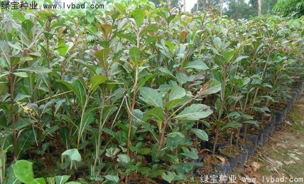 小葉欖仁<a href='http://www.wuzhouwash.com/' target='_blank'>種子</a>