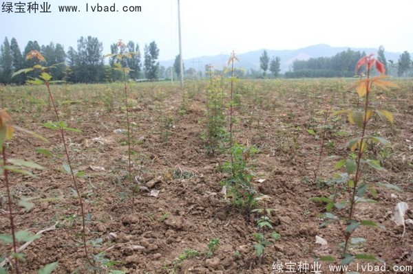 血皮槭<a href='http://www.wuzhouwash.com/' target='_blank'>種子</a>