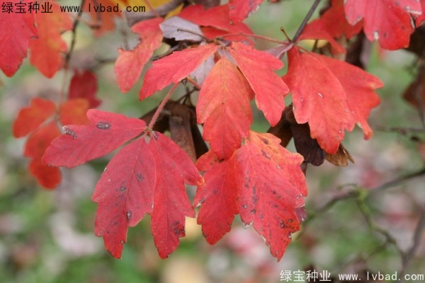 <a href='http://www.wuzhouwash.com/linmuzhongzi/2282.html' target='_blank'>血皮槭種子</a>
