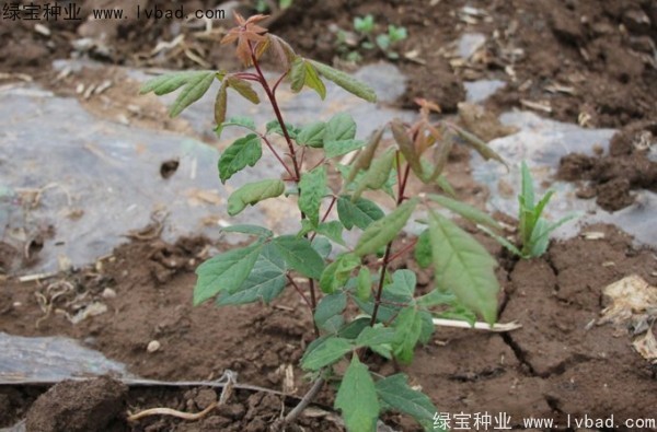 <a href='http://www.wuzhouwash.com/linmuzhongzi/2282.html' target='_blank'>血皮槭種子</a>