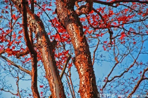 血皮槭<a href='http://www.wuzhouwash.com/' target='_blank'>種子</a>