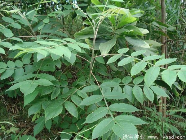 <a href='http://www.wuzhouwash.com/linmuzhongzi/2283.html' target='_blank'>鹽膚木種子</a>