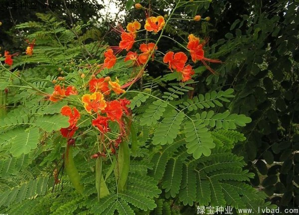 洋金鳳<a href='http://www.wuzhouwash.com/' target='_blank'>種子</a>