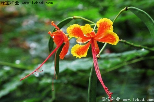 <a href='http://www.wuzhouwash.com/linmuzhongzi/2284.html' target='_blank'>洋金鳳種子</a>