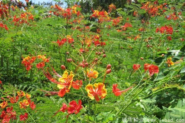 <a href='http://www.wuzhouwash.com/linmuzhongzi/2284.html' target='_blank'>洋金鳳種子</a>