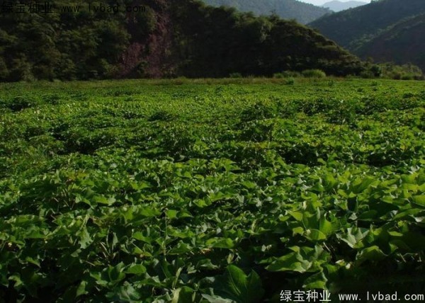 <a href='http://www.wuzhouwash.com/linmuzhongzi/2285.html' target='_blank'>油桐種子</a>