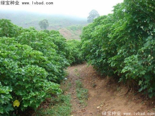 <a href='http://www.wuzhouwash.com/linmuzhongzi/2285.html' target='_blank'>油桐</a><a href='http://www.wuzhouwash.com/' target='_blank'>種子</a>