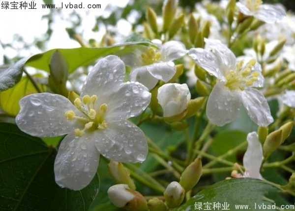 <a href='http://www.wuzhouwash.com/linmuzhongzi/2285.html' target='_blank'>油桐種子</a>