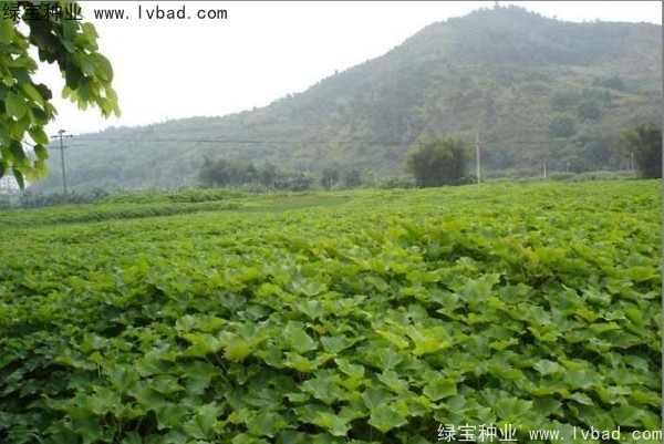 <a href='http://www.wuzhouwash.com/linmuzhongzi/2285.html' target='_blank'>油桐種子</a>