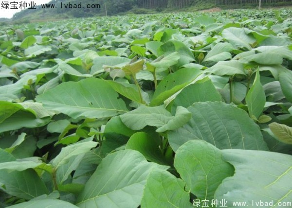 <a href='http://www.wuzhouwash.com/linmuzhongzi/2286.html' target='_blank'>柚木種子</a>